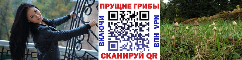 купить наркотик  Ермолино  Галлюциногенные грибы MAGIC MUSHROOMS 